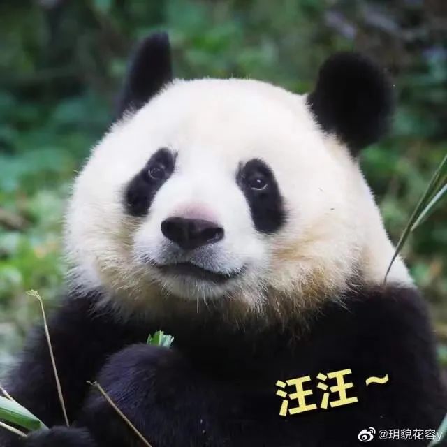 熊猫甜菜玉图片