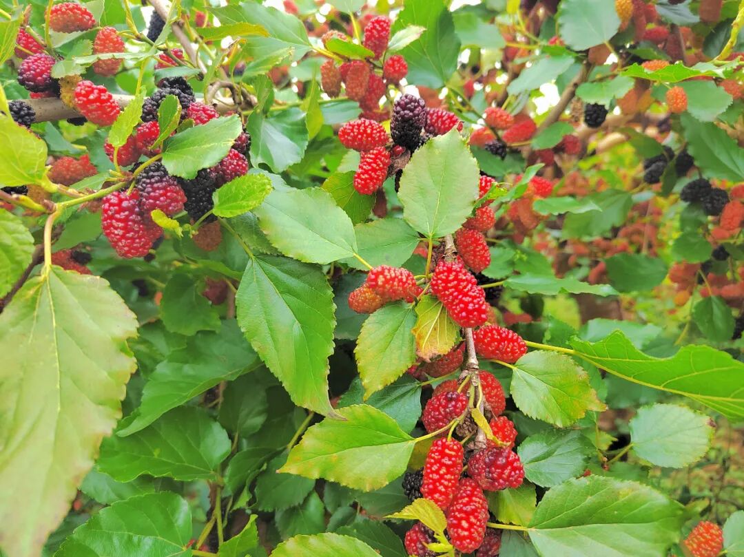 雄州街道迳口村桑葚满园迎丰收发展产业促增收