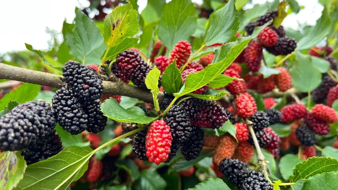 雄州街道迳口村桑葚满园迎丰收发展产业促增收