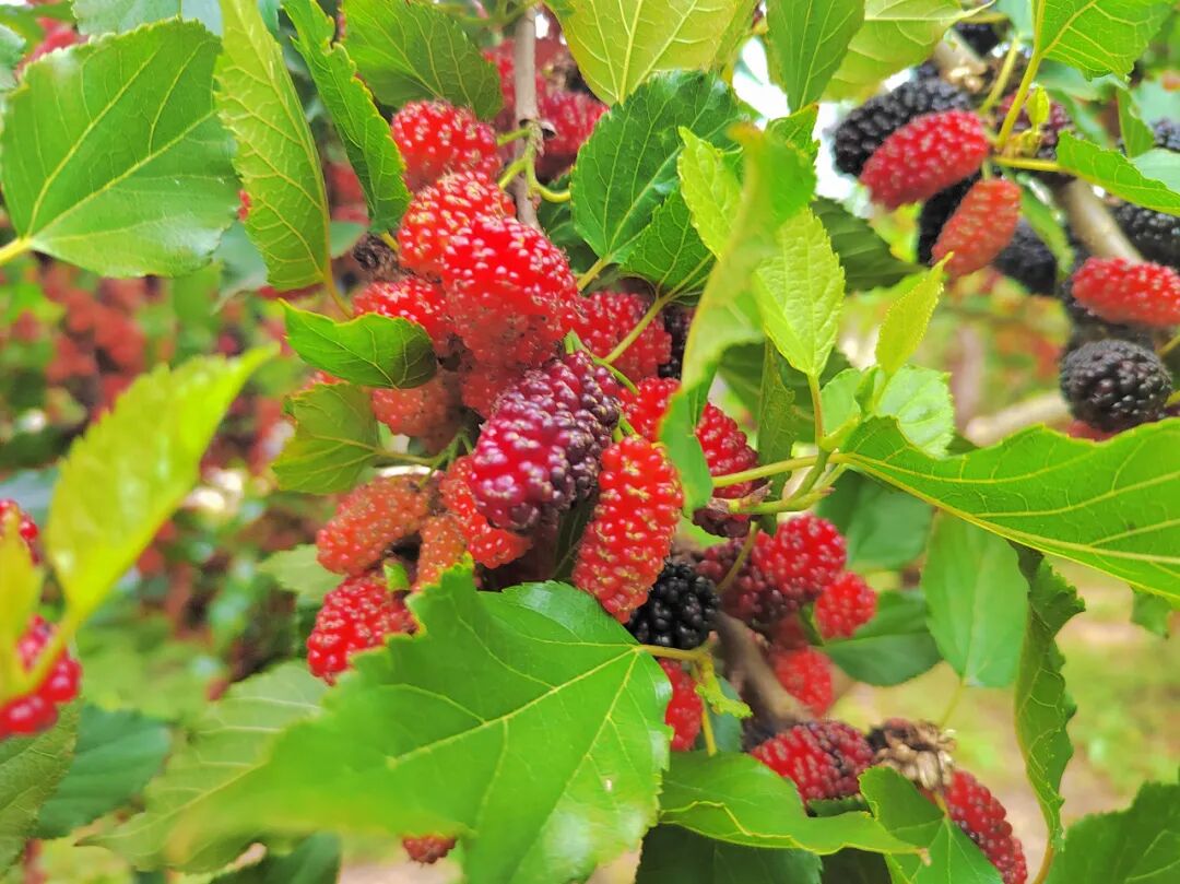 雄州街道迳口村桑葚满园迎丰收发展产业促增收