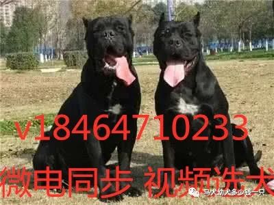 德牧犬多少钱一只2021年科目小德牧犬价格