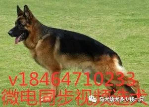 德牧犬多少钱一只2021年科目小德牧犬价格