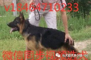 德牧犬多少钱一只2021年科目小德牧犬价格