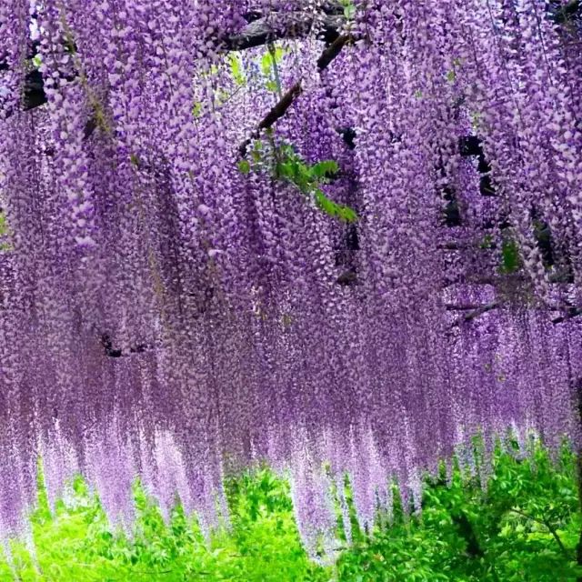 干货 长野40景盘点 走进日本最幸福的县 日本 旅行 Yaya World 微信公众号文章阅读 Wemp