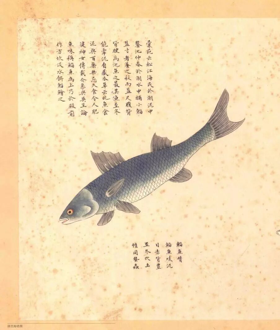 鱼在在藻 乾隆同款美食 你get了吗 藻诗飞翔 微信公众号文章阅读 Wemp