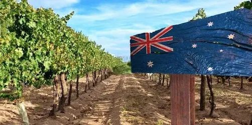中国对澳洲葡萄酒征收反倾销税5年！ 莫里森回应； 让世界买单？