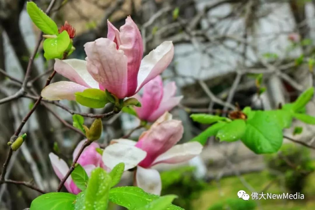 佛山科技技术学院图书馆_佛科院图书馆开放时间_佛山科学技术学院图书馆