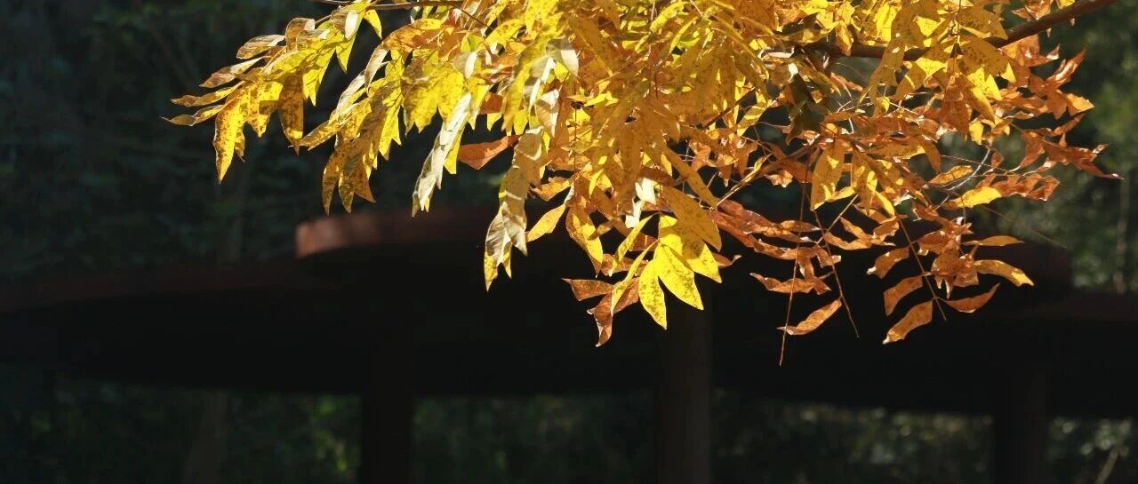 cover_image
