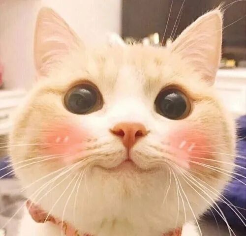 我和人工智能chatGPT聊天感动哭，和国产AI聊天已气死！