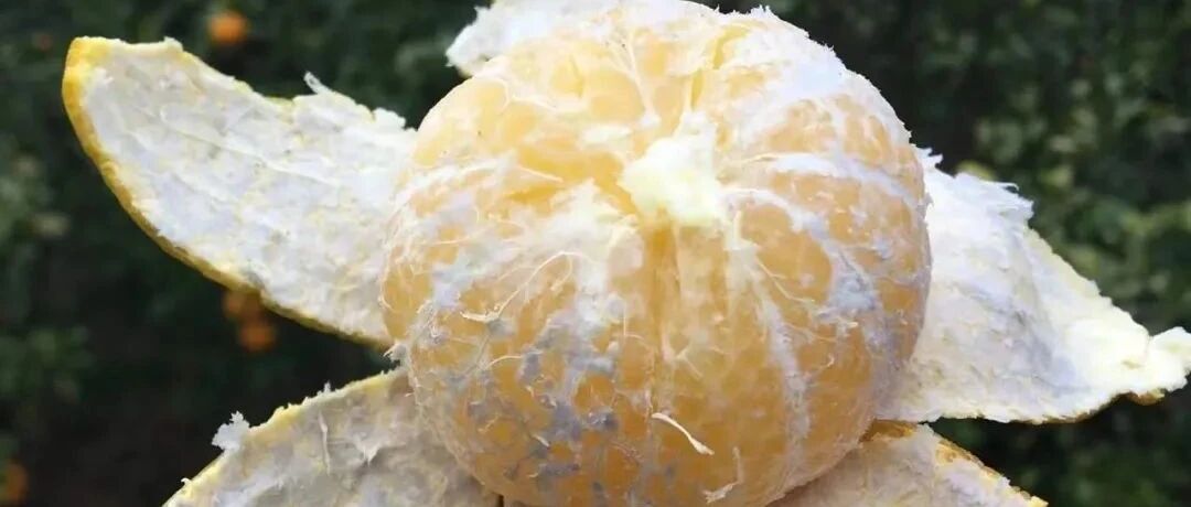 果农爷爷决定把“坏果”送人，结果……