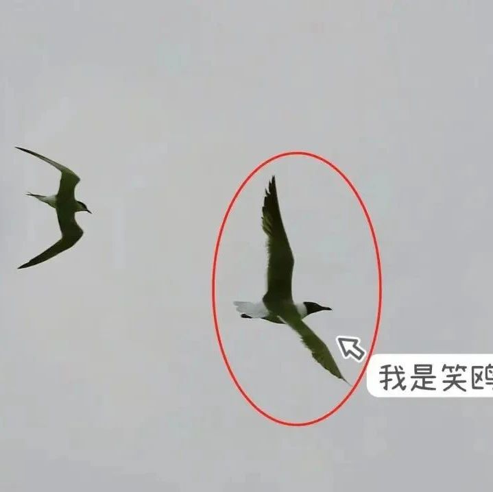 中国大陆首次记录到“笑鸥”，它会笑？