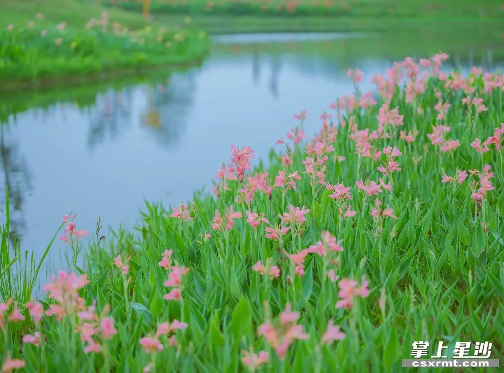 三水北江大堤花海图片