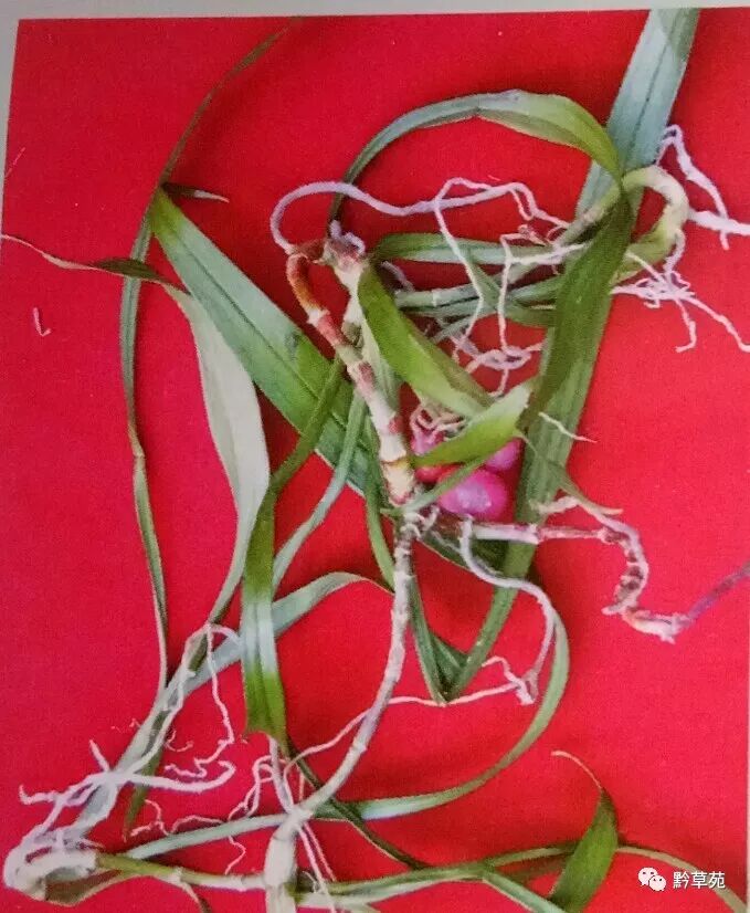 苗药篇——吉祥草