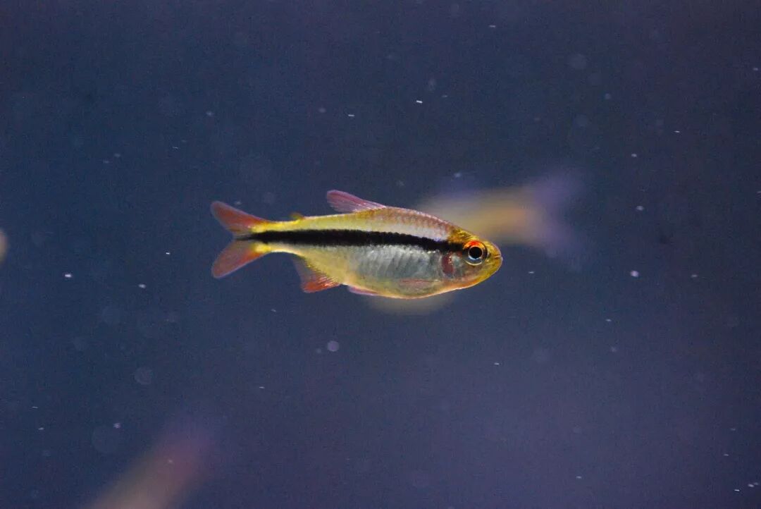 灯鱼极光_极光灯光效果_极光灯泡怎么样