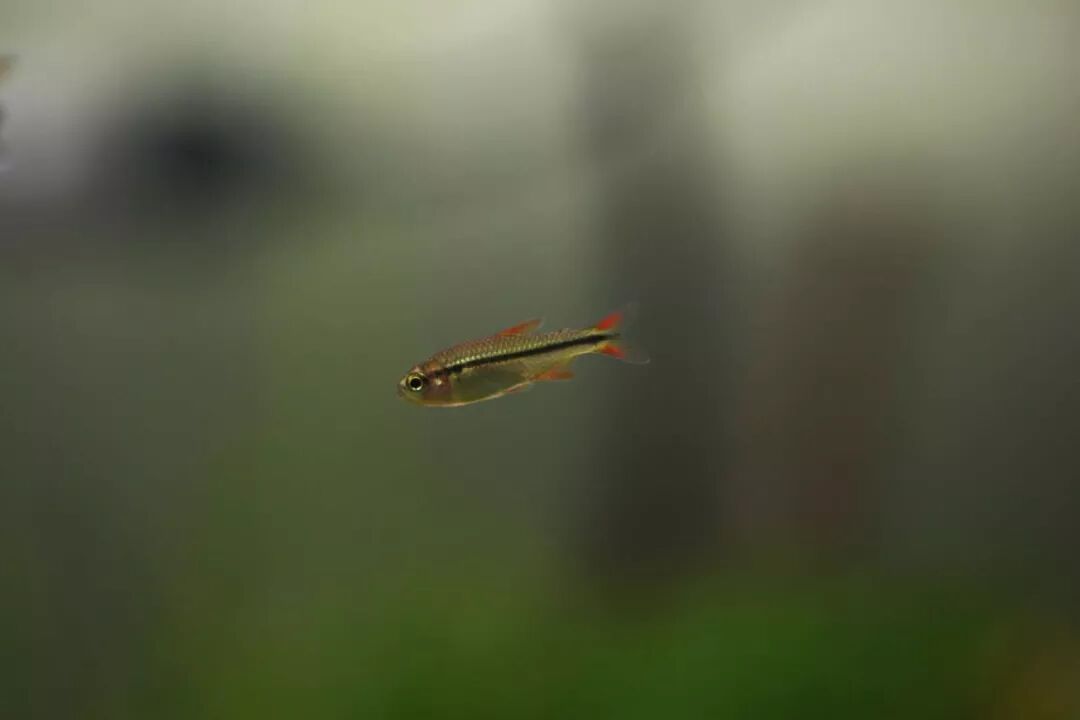 极光灯光效果_极光灯泡怎么样_灯鱼极光