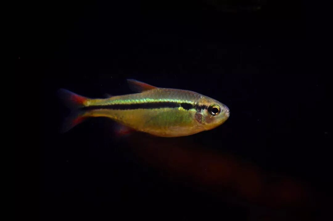 极光灯泡怎么样_灯鱼极光_极光灯光效果