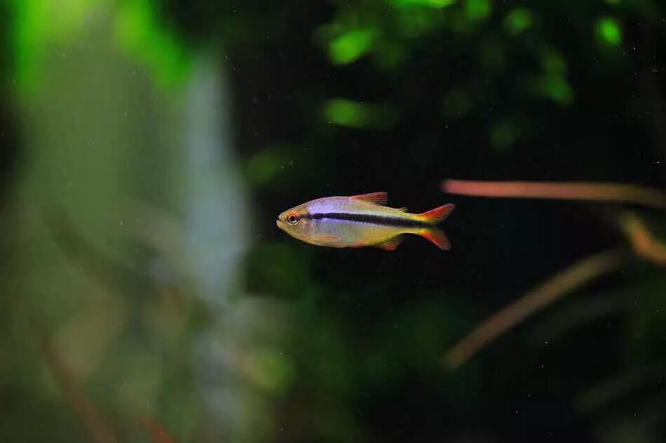 灯鱼极光_极光灯光效果_极光灯泡怎么样