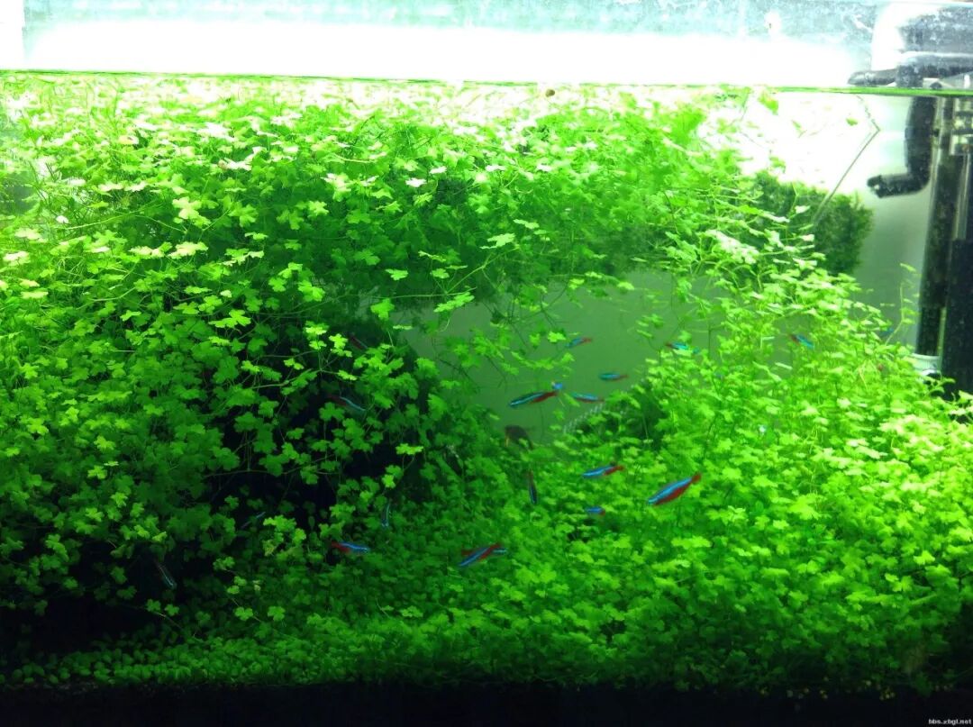 妩媚水草共赏 花青素与光的交融响应 极鱼 微信公众号文章阅读 Wemp