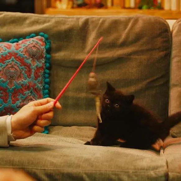 现代小情侣装修标配:猫+爱好,打造小户型的极致浪漫!-微信头条网 现代小情侣装修标配:猫+爱好,打造小户型的极致浪漫!