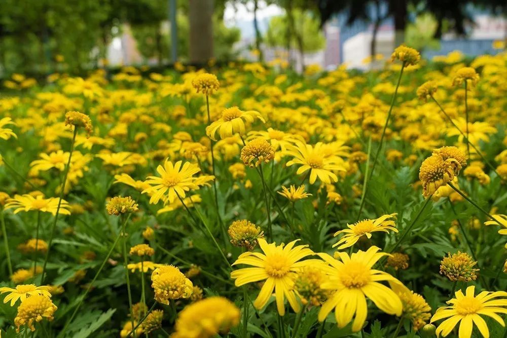 花香广元 朋友圈都在转发的一份广元城赏花地图 广元新闻