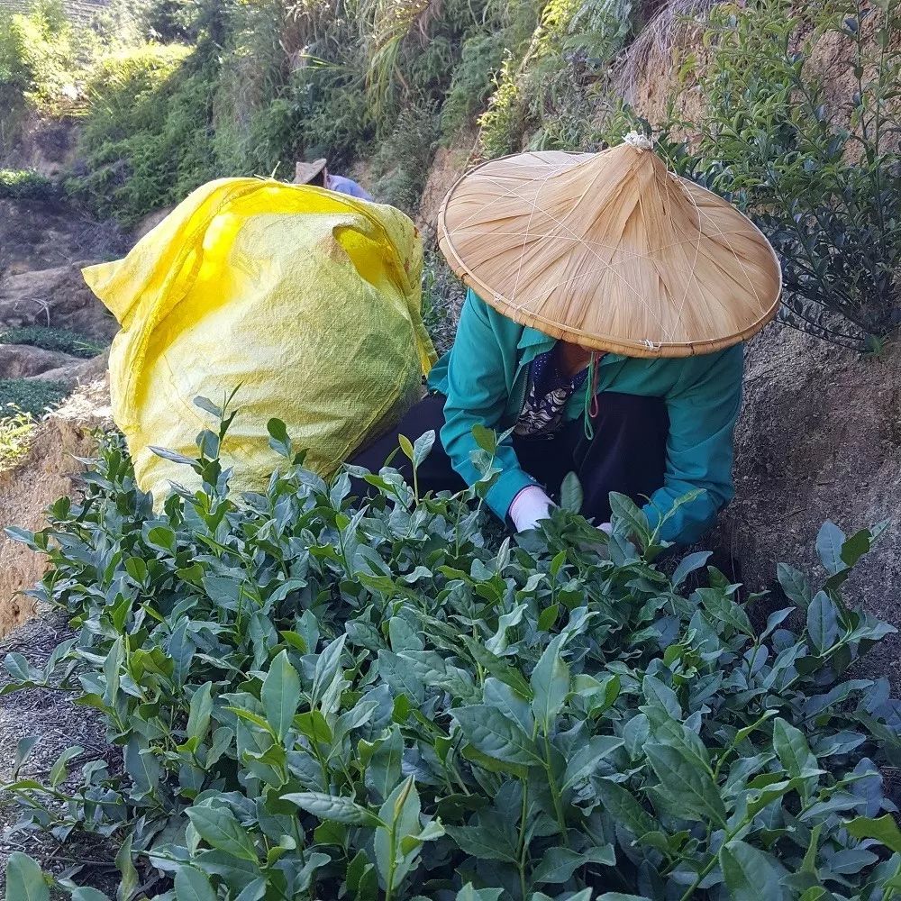 千万别再乱买铁观音了源头直供才值这个价