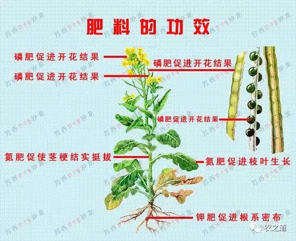 钾肥对植物的作用图片