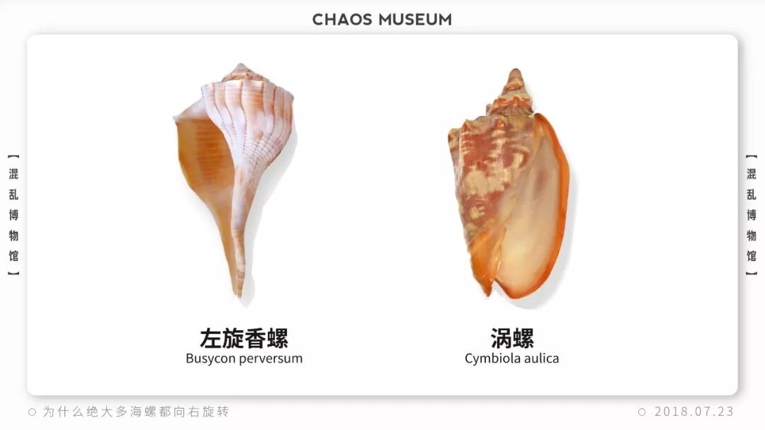 为什么绝大多数海螺都向右旋转|混乱博物馆