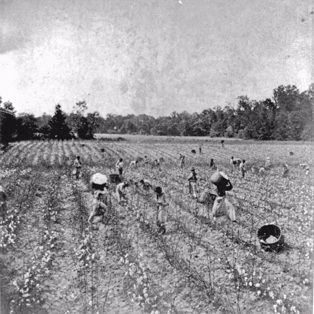 实际上,西方世界对这段黑奴为摘棉花累死累活的历史应该是印象极为