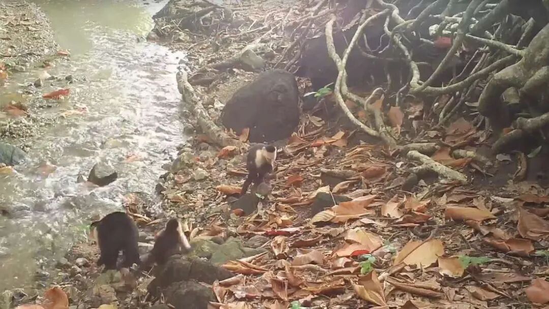 巴拿马孤岛上一群猴子居然进入石器时代了？科学家们被发现震惊了（组图） - 14