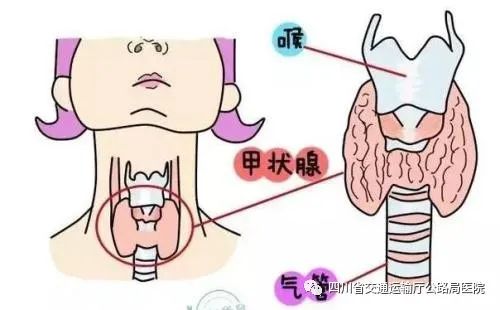 【微观世界】一文读懂甲状腺功能检查，建议收藏！