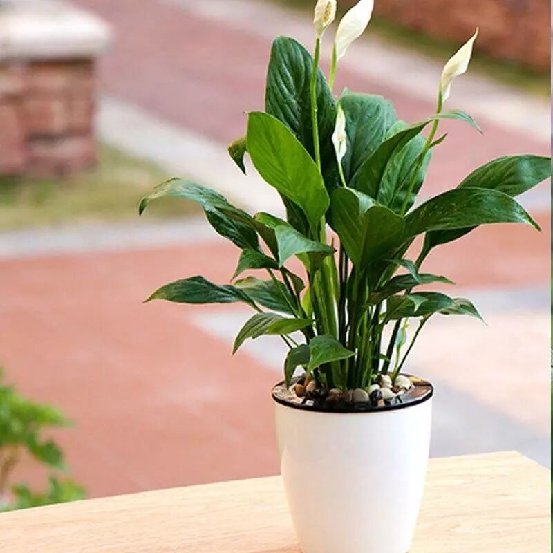 家庭花卉养护中的几个小妙招 真的很管用