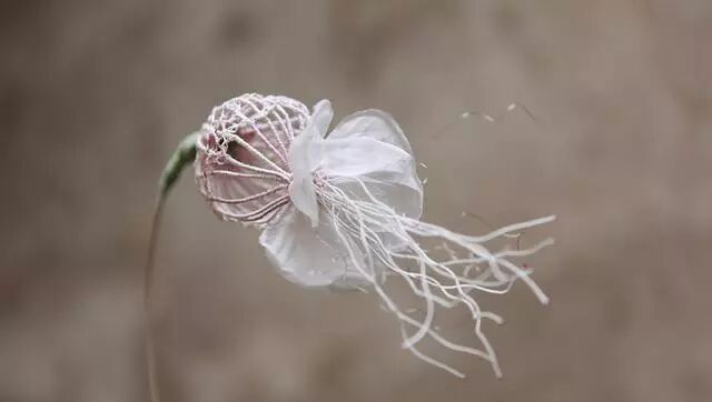 轻盈美丽的花卉植物雕塑，你一定没见过
