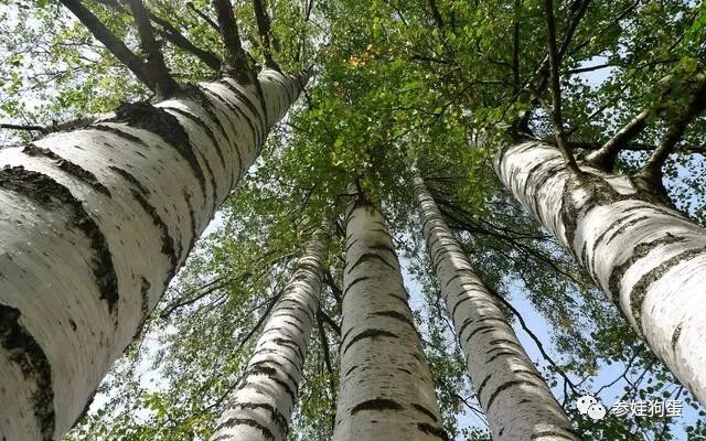 白桦树上有这种大疙瘩 可以坑癌防癌 让人难以自信 易经风水师v 微信公众号文章阅读 Wemp