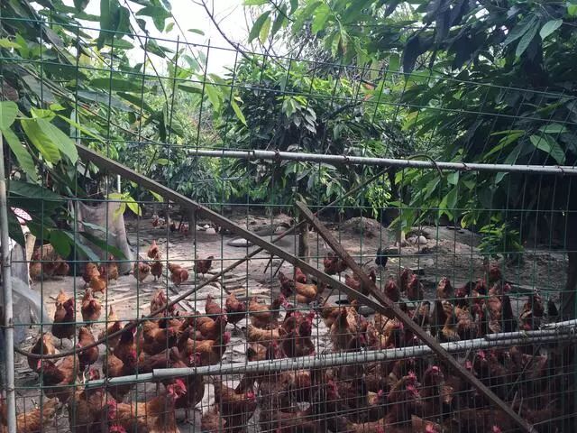 有关于养殖创业项目计划书 2018农村生态土鸡养殖场创业计划书怎么写？