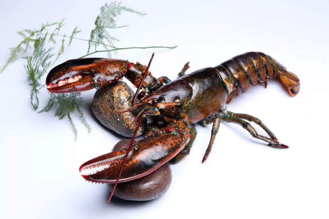 青龙虾和澳龙怎么区别_古巴龙虾和澳龙哪个贵_澳龙和波士顿龙虾的区别