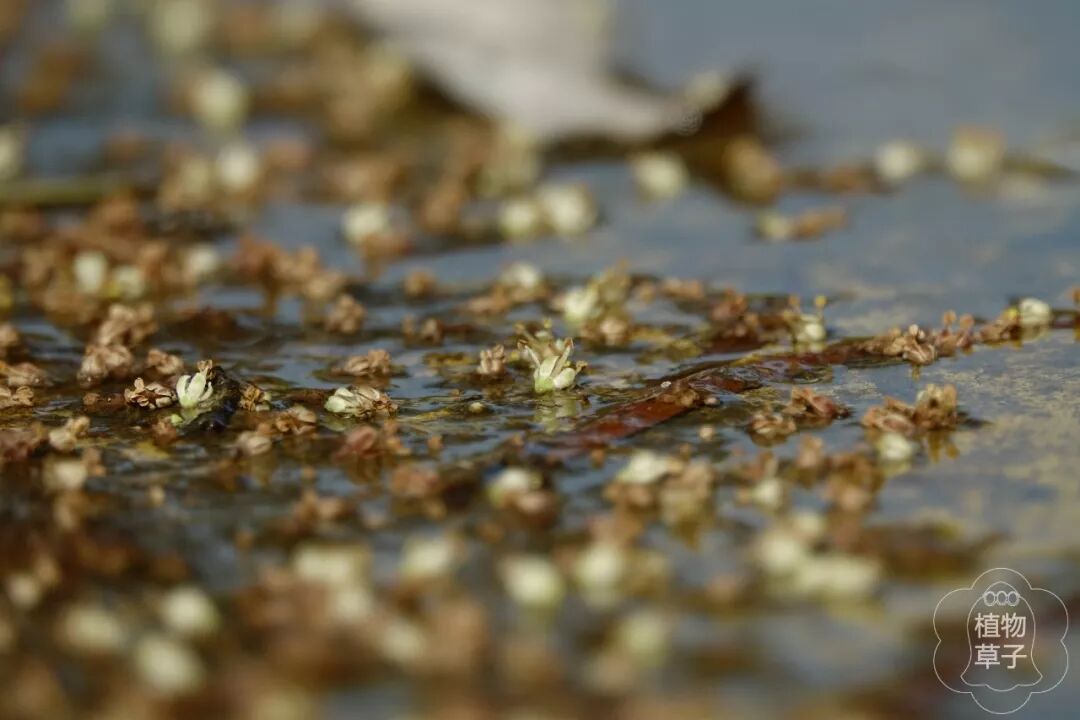 椿叶花椒 可以吃的茱萸 植物草子 微信公众号文章阅读 Wemp