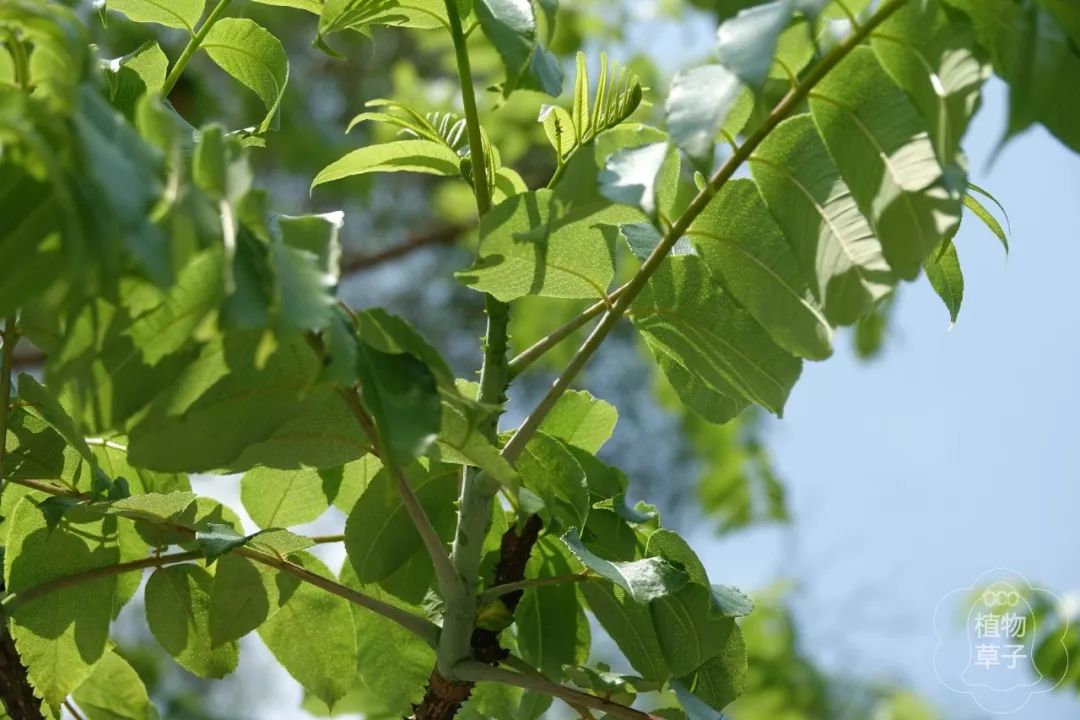 椿叶花椒 可以吃的茱萸 植物草子 微信公众号文章阅读 Wemp