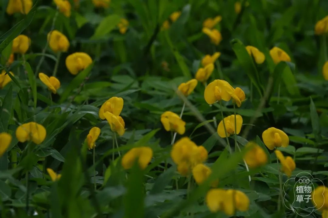 蔓花生结果吗 蔓花生结果吗 Ixieme网