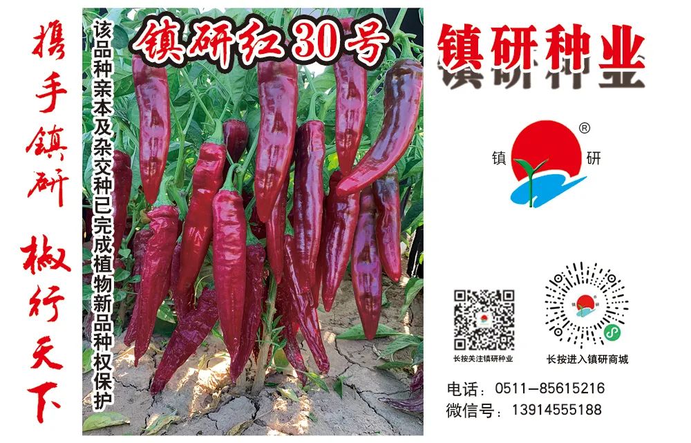 一亩大棚黄瓜一年利润