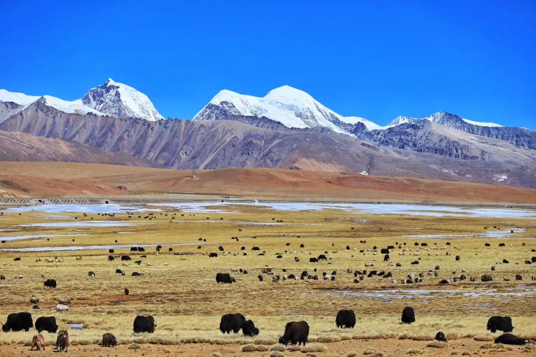 九问气候变暖影响下青藏高原怎样了