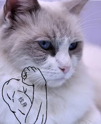 猫：我要成为一位“准妈妈”啦！