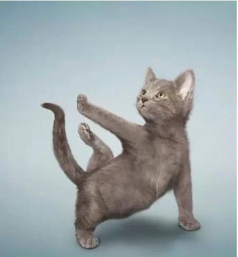 猫：我要成为一位“准妈妈”啦！