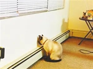 这么温柔的主子，怎么会咬人呢？