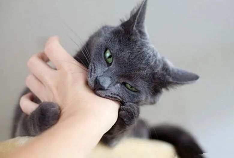 这么温柔的主子，怎么会咬人呢？