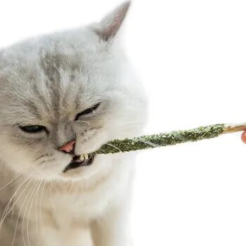 这么温柔的主子，怎么会咬人呢？