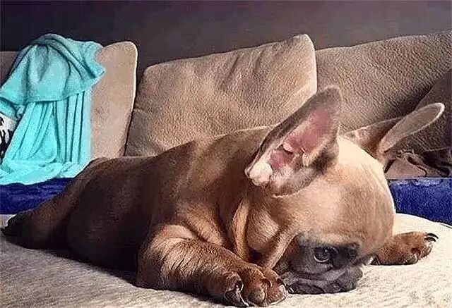 狗狗睡姿大赏，你家有同款吗？