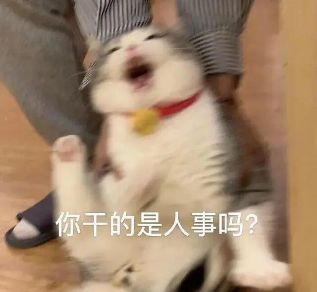 猫咪不出门，还需要定时驱虫吗？