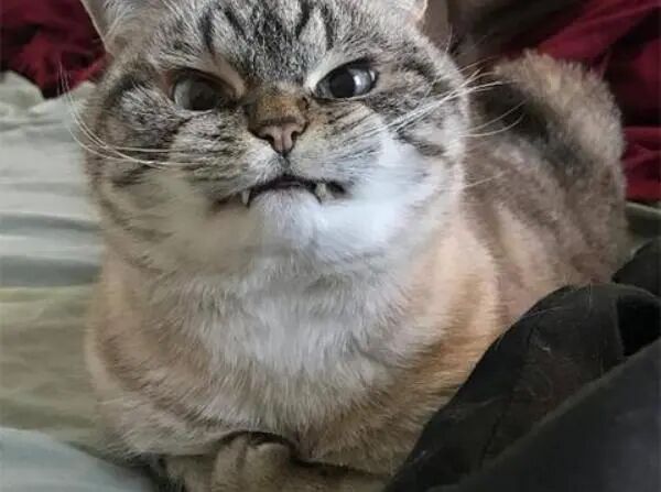 我被记仇的主子“报复”了！