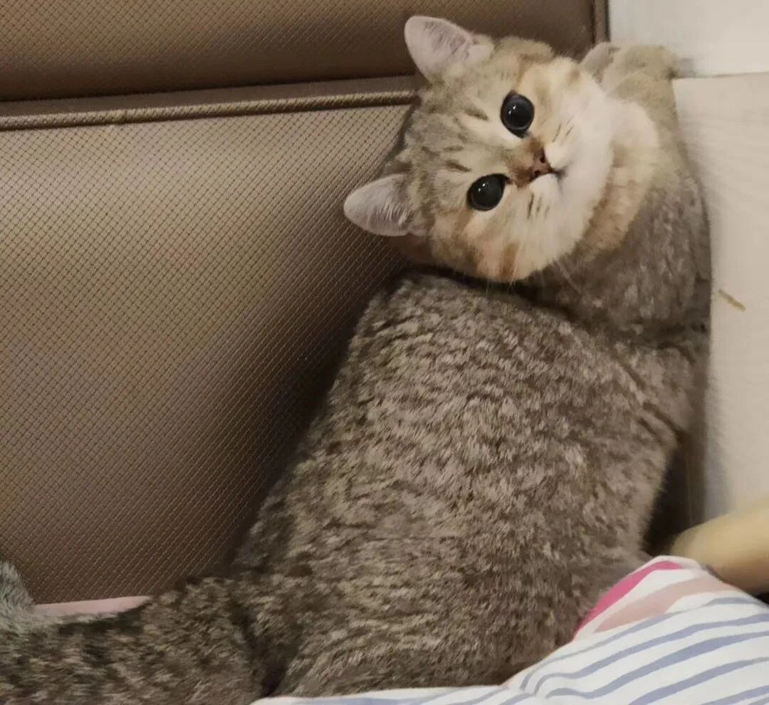 萌宠首秀，到底谁才能c位出道？