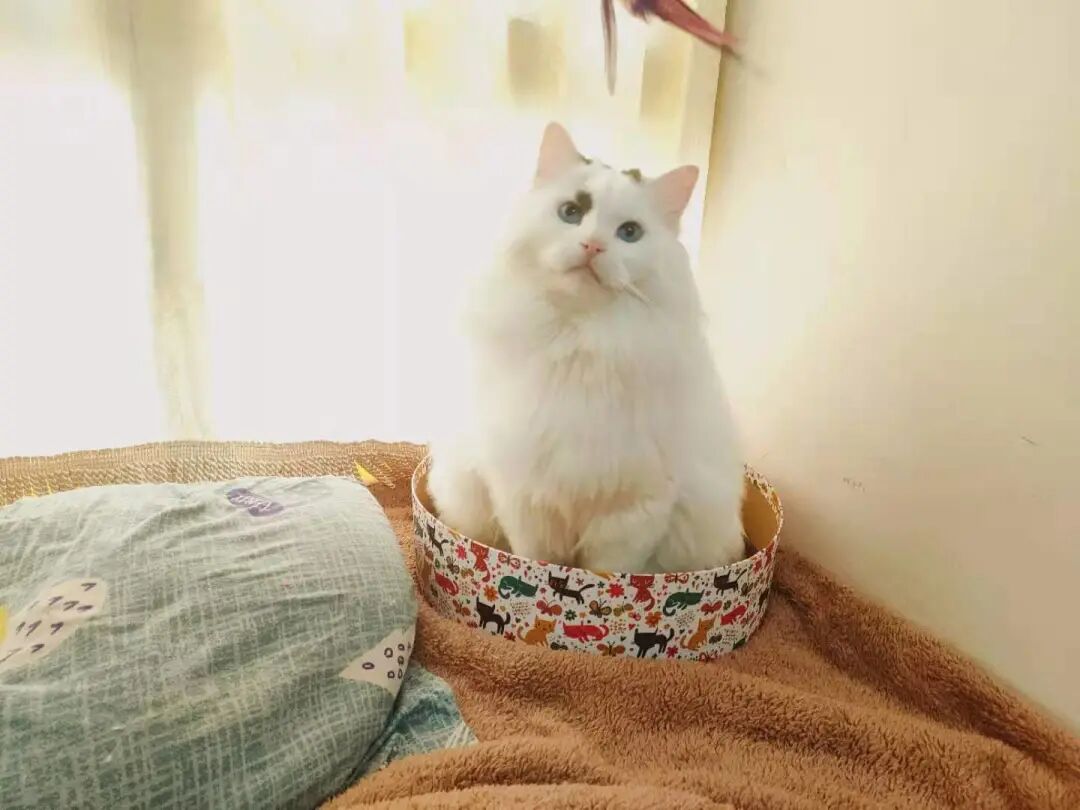 萌宠首秀，到底谁才能c位出道？